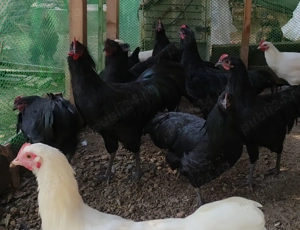 Brahma Gold Laced si Australorp - imagine 3