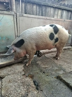 De vânzare   - imagine 2