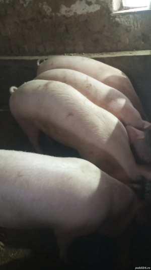 Porci de carne. - imagine 2