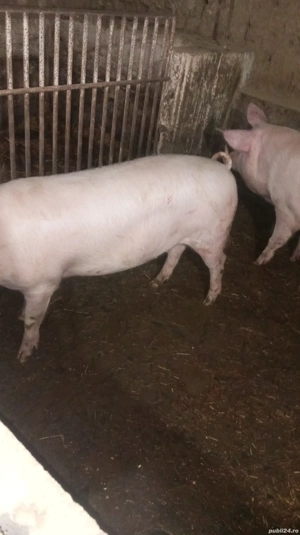 Porci de carne. - imagine 3