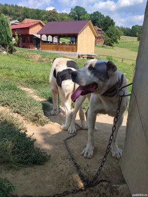 Câini Ciobanesc de asia centrala 