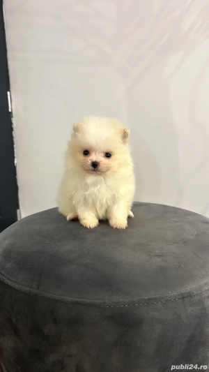 pomeranian mini