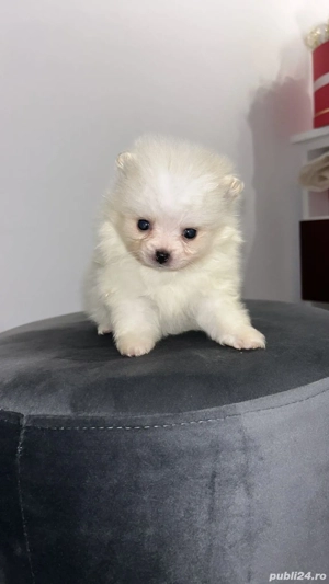 pomeranian mini - imagine 2