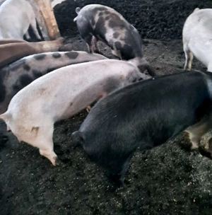 Vand purcei in jur de 60 de kg