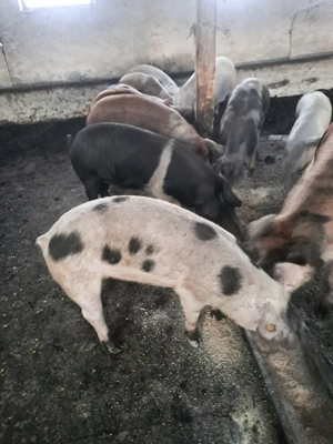 Vand purcei in jur de 60 de kg - imagine 2