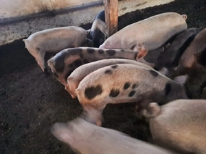 Vand purcei in jur de 60 de kg - imagine 3