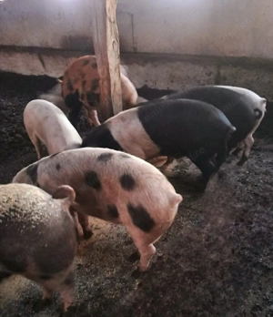 Vand purcei in jur de 60 de kg - imagine 4