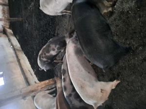 Vand purcei in jur de 60 de kg - imagine 5