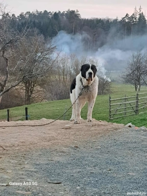 Câini Ciobanesc de asia centrala  - imagine 2