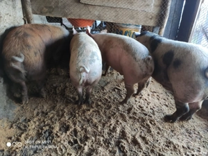 De vînzare porci - imagine 2