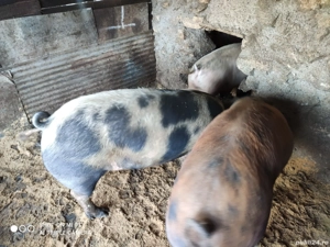 De vînzare porci - imagine 3