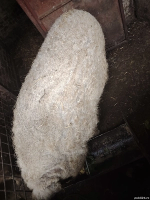 Porci mangalița  - imagine 2