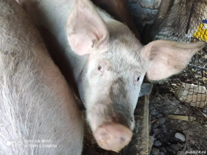 De vînzare porci - imagine 5