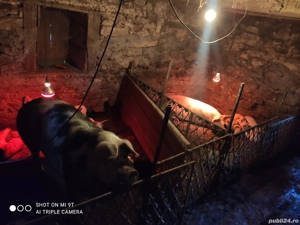 De vînzare porci - imagine 4