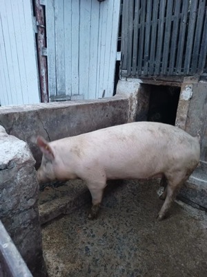 Vand porc - 130kg - imagine 5