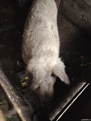 Porci grași  - imagine 2