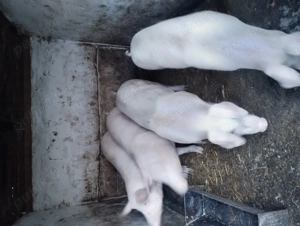 Porc de vânzare  - imagine 4