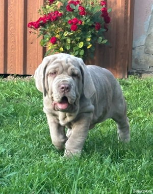 Vand Mastiff Napolitano 