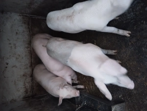 Porc de vânzare  - imagine 3