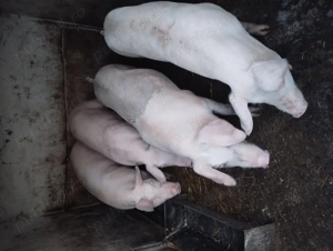 Porc de vânzare  - imagine 2