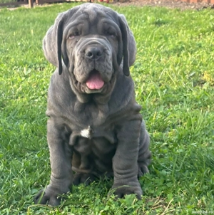 Vand Mastiff Napolitano  - imagine 2
