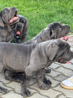 Vand Mastiff Napolitano  - imagine 4