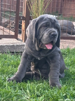 Vand Mastiff Napolitano  - imagine 3