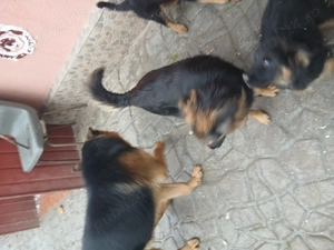 Vanzare caini lupi - imagine 5