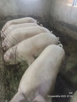 Vând porci de carne crescuți cu cereale - imagine 2