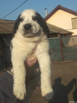 Căței Ciobanesc de Asia Centrala. 