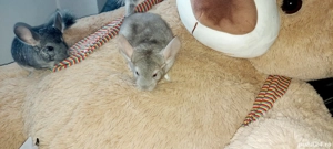 Vand pui de chinchilla, chinchila, sinsila - imagine 2