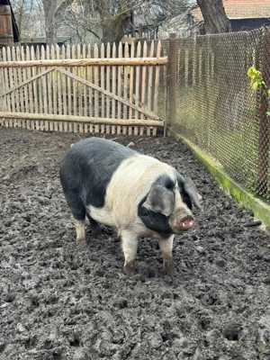 Vand porc basna intre 160-170kg!