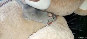 Vand pui de chinchilla, chinchila, sinsila - imagine 4