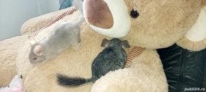 Vand pui de chinchilla, chinchila, sinsila - imagine 3