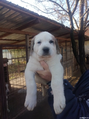 Căței Ciobanesc de Asia Centrala.  - imagine 5