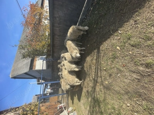 Carlani de vânzare  - imagine 2