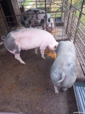 vind porci  - imagine 2