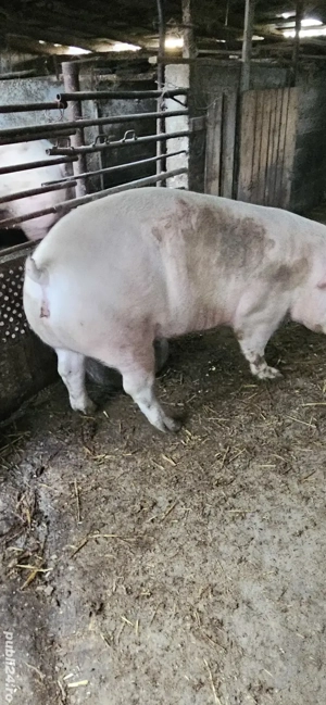 porci de vinzare 320 kg si 250 kg - imagine 3
