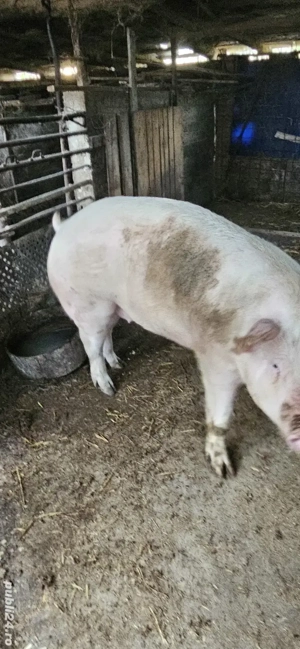 porci de vinzare 320 kg si 250 kg - imagine 2