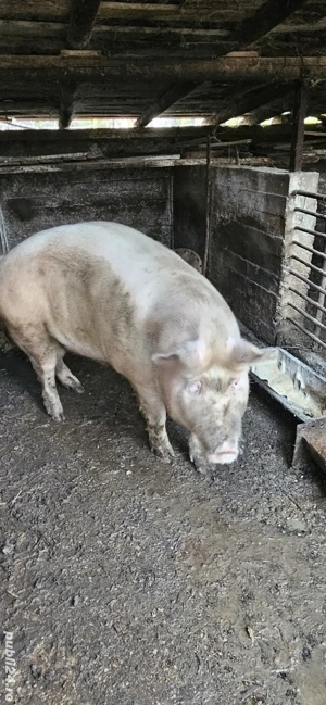 porci de vinzare 320 kg si 250 kg - imagine 5