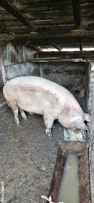 porci de vinzare 320 kg si 250 kg - imagine 4