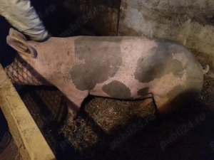 Porc pietrean belgian - imagine 2