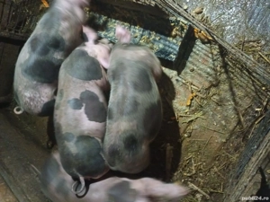 vând porci  - imagine 4