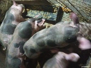 vând porci  - imagine 5