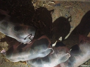 vând porci  - imagine 3