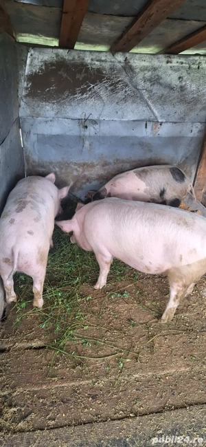 Porci de taiat pentru Crăciun  - imagine 2