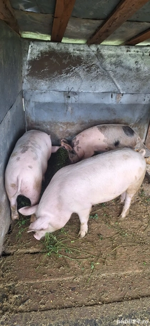 Porci de taiat pentru Crăciun  - imagine 3