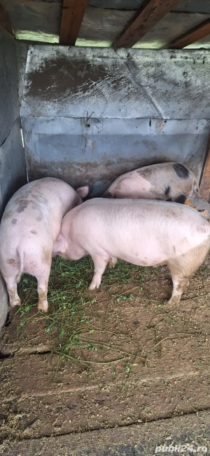 Porci de taiat pentru Crăciun 