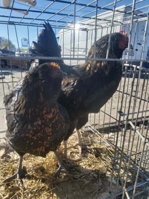 Găini bărboase pereche  - imagine 2