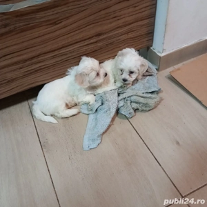 Bishoni maltezi . - imagine 2